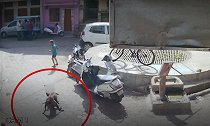 印度6岁女童在街头被流浪狗袭击，所幸被路人救下