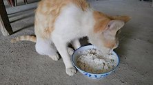 农村橘猫饿了就吃白米饭，吃饱了就睡觉，样子萌萌哒