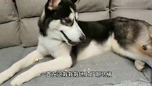 狗狗睡得正香突然栽倒在地上，爬起来后一脸懵逼好委屈，快哭了