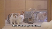 主人在门上贴了一层保鲜膜，猫咪的反应太搞笑了，下一秒请不要笑