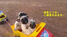 萌娃带小奶狗们兜风，狗子们超欢脱