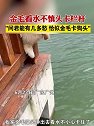 广东广州：金毛看水不慎头卡栏杆