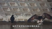 乌鸦智商真高！鱼鹰刚捕获一条大鱼，就被它们前后夹击了