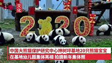 前方高萌！2019级的20只熊猫宝宝集体亮相拜年送祝福