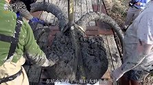 考古学家挖出1.5万年的猛犸象骨头，发现它们的消失与人类有关