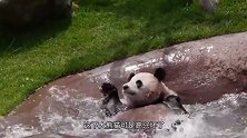 水深不过半米，熊猫的表演却看呆众人，奥斯卡欠他一座小金人