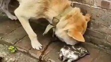 中华田园犬：我来尝尝乌龟肉是啥味道！