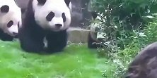 熊猫：内八熊也能走得这么有气势，请奶爸奶妈备好竹笋，以资鼓励
