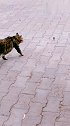猫：趁我没反悔，你走快点！