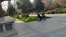 西安青龙寺樱花盛开人气爆棚，古城最著名樱花观赏地你还不去？