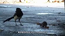 把老鼠绑在“窜天猴”上，直接点火，接下来老鼠是崩溃的