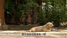 二师兄正在呼呼大睡，不料主人使坏，下一秒猪的反应笑翻众人