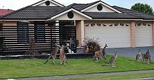 澳大利亚一群袋鼠站在居民家门口 其中两只互相拳击厮打