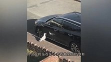 男子的车频频出现被啄的痕迹，通过几天观察才发现真凶是它！