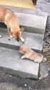 狗子：等我长大了你就知道我厉害了！