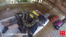 女子用两条长6米的巨蟒按摩，网友看着挺享受