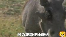 猎豹瞄上了犹猪，可那獠牙它有点害怕，几次偷袭只抓住一只猪仔