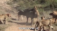 野牛将母狮“顶上天”，不料双拳难敌四手，下场太惨了