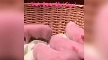 粉嫩嫩的小猪仔，看着还挺可爱的，可真是好玩！