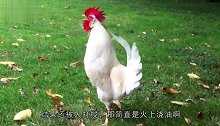 职业病可怕！一群狗在睡觉，公鸡看到后便开始打鸣