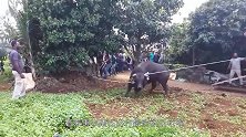 公牛直接从车上一跃而下，脊椎骨直接断了，这下公牛悲剧了