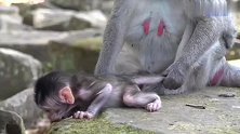 小猴仔早产所以现在太消瘦，猴妈每天守护生怕它受伤