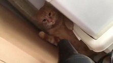 天下武功唯快不破!在下咏春：大橘猫