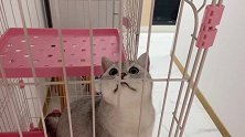 发现零食近在眼前，猫咪想吃却吃不到，喵：欲哭无泪