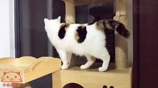 铲屎官把猫爬架换了位置，两个毛孩子可以看夜景啦