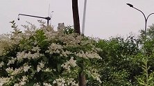 大明湖公园，小蜡树花开，一簇簇的白花，还有阵阵花香
