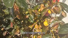 农村柿子大丰收！红彤彤大柿子，吃上一个就饱了，纯天然绿色食品
