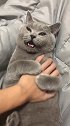 主人小姐姐做我的猫吗，我对我家猫很好的，哈哈哈
