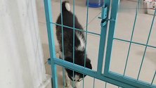 二哈拆家连铁笼子都敢咬，旁边狗狗都看不下去了，笑的男子肚疼