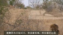 伯明翰雄狮的无奈！狮群捕获羚羊，瞬间就抢没了