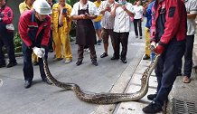 深圳大亚湾惊险近3米大蟒蛇 网友：“小青”是你吗