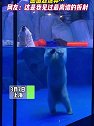 上海：海洋公园看到北极熊头和身子“分离”，画面超诡异