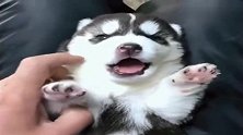 老公花了4500买的哈士奇，打哈欠的这一幕，心都要萌化了