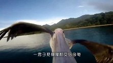 在鱼身上绑一个摄像机，看看“鱼摄影师”，拍到了什么？