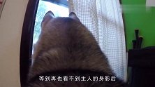 铲屎官给哈士奇装上摄像机，记录哈士奇在家里生活，结果却很意外