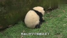 熊猫宝宝看到来了个小弟弟，立刻好奇凑了过去，下一秒笑翻了