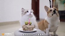 猫咪一岁生日派对，万万没想到被女主人送上这礼物，太感动了！