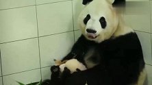 胖大海瑛华瑛华麻麻抱屎大海，竟然还摇晃起来了！