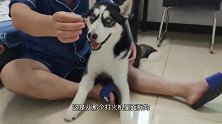 男子用电打火整蛊狗狗，被电那一刻，二哈的反应笑得我饭都喷出了