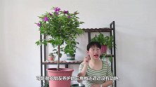 三角梅迟迟不开花，除了正常养护，还有2个技巧，做对了轻松开花