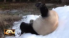 熊猫华妮在雪堆里打滚，开心得像个200斤的孩子，嗨到不行