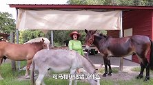 马和驴做了什么，让骡子不能生育？骡子：我太难了！