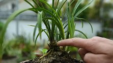 兰花海底芽，一定要剪掉吗？兰友：这样的能成壮苗
