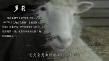 23年前克隆羊多莉就诞生了，为何一直没有克隆人看看多莉的下场
