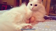 2222给猫咪一个鸡蛋，猫咪会知道保护它吗，结果竟出人意料