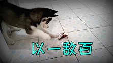 二哈单挑100只龙虾，猜猜谁会赢？